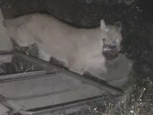 SLO County couple ‘woke to a bloody scene’ after mountain lion carried prey through yard