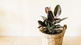 How to Grow and Care for Burgundy Rubber Plant, a Stunning and Dramatic Houseplant