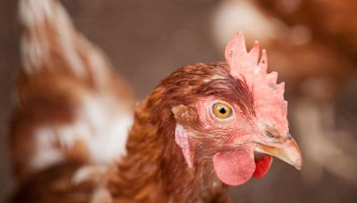 世衛警告：人類禽流感病例達「嚴重擔憂程度」 下一步恐是人傳人