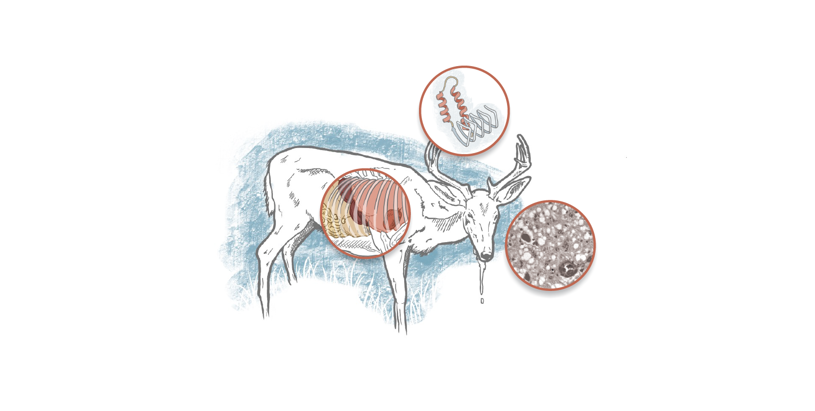 2 die after eating CWD-infected meat: What to know about 'zombie deer disease'