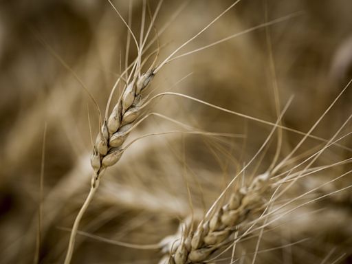 Scientists are on a quest for drought-resistant wheat, agriculture's 'Holy Grail'