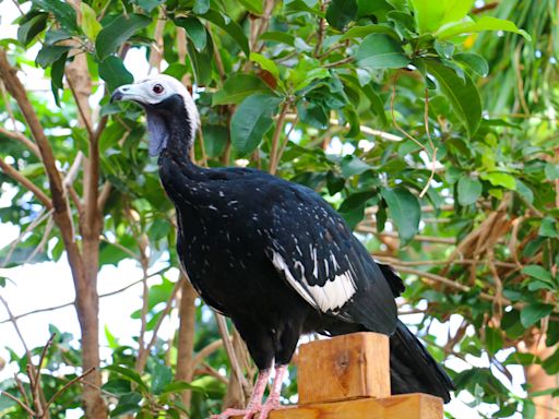 Roger Williams Park Zoo asking for public's help in finding two exotic birds | ABC6