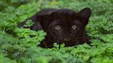 Black panther sightings reported in Louisiana parish