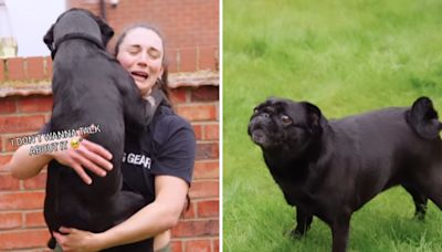 Moment dog jumps into mom's arms "Scooby Doo" style to escape bullying pug