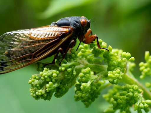 Cicadas 2024: See photos of the rare double brood emergence across the U.S.