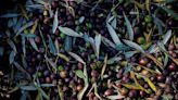 Greek olive growers brace themselves as thieves seek pricey crop