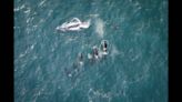 Orca pod’s ‘beautifully brutal’ hunting of gray whale caught on video off Oregon coast