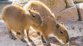 Santa Barbara Zoo welcomes young capybaras