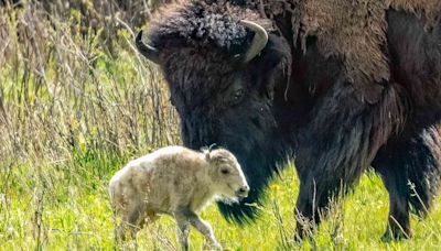 Birth of Rare White Buffalo in Yellowstone Fulfills Lakota Prophecy