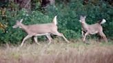 Area holding fatal deer disorder in Ohio has been expanding