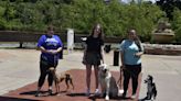 Doggy destinations: Fun Connecticut hangouts to take your furry friend