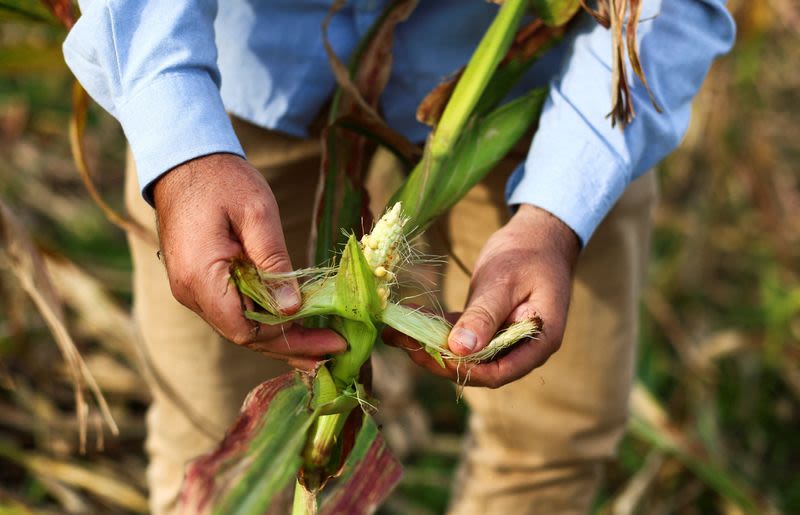 As climate shifts, a leafhopper bug plagues Argentina’s corn fields