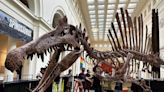 A team at Chicago's Field Museum assembled a giant dinosaur, larger than T. rex 'Sue', in under 10 hours. Here's how they did it.