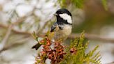 Give Your Mental Health a Lift: Birdsong Reduces Anxiety, Study Shows