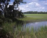 Pinckney Island National Wildlife Refuge