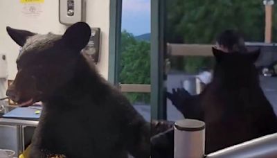 VIDEO: Oso negro se cuela en puesto de comida y termina atacando a empleada