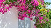 Bougainvillea care and growing guide – expert tips for these exotic-looking vines