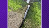 Green sea turtles getting trapped in jetty rocks as storm roars ashore along Texas coast