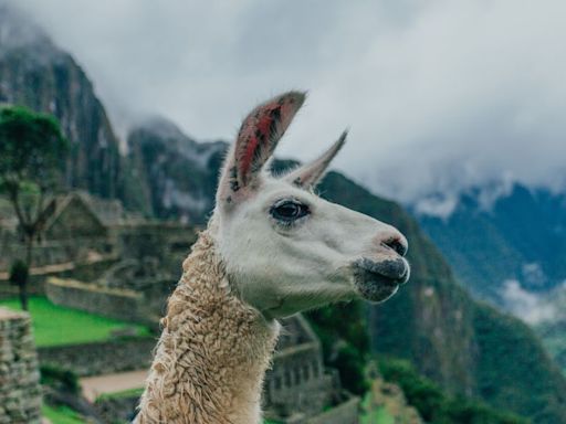 This Is How Llamas Could Be The Future Of HIV Immunity