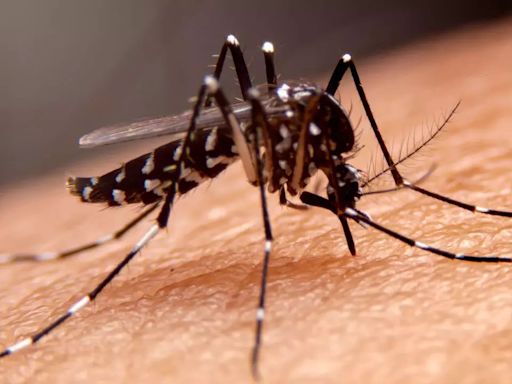 West Nile Fever In Israel: Death Toll Reaches 15, Check Symptoms And Preventive Measures Of The Infection