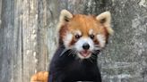 台日合作小貓熊保種 「可頌」移居多摩動物公園