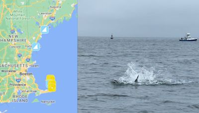 Recent shark sightings: Map shows great whites off coast of northern New England