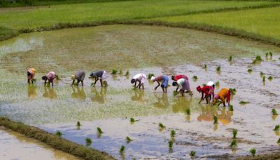 Should India focus on natural farming?