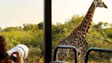 Giraffe Accidentally Snatches Little Girl in Drive-Thru Safari