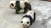 泰州動物園遊客打卡「熊貓犬」 園方稱鬆獅犬染色打扮而成惹議