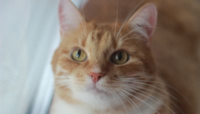 Orange Cat Who Rocks Plastic ‘Helmet’ Has People Wondering If It’s for Style or Safety