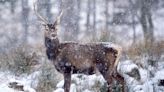 Nature group and Highland community clash over deer cull