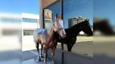 Stolen fibreglass horse turns up in West Kelowna orchard