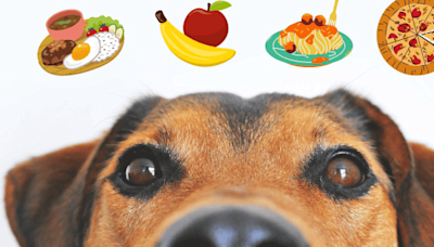 Mascotas: 6 alimentos para humanos que nutren a los perros y les encantan