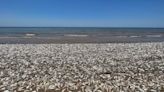 Thousands of dead fish wash up on Texas coast; beachgoers urged to steer clear