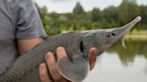 Prehistoric lake sturgeon is not endangered, US says despite calls from conservationists