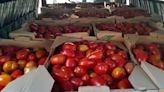 La Nación / Decomisan 920 kilos de tomate de contrabando