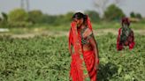 Animals collapse, water shortages bite amid India's searing heat