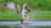 How to plan a birdwatching trip to the Scottish Highlands