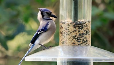 Want to go birdwatching? Check out these places in, near Baton Rouge