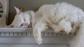 Maine Coon Cat's Wild Sounds While Sleeping Have People Asking Questions