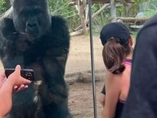 Los zoológicos de EEUU enfrentan un nuevo desafío: el interés de los gorilas por los celulares