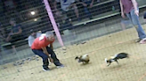 Cockfighting is a disgrace and a crime, and Kentucky needs to get tougher on it | Opinion