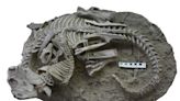 Fossil shows mammal, dinosaur "locked in mortal combat"