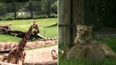 Texas Zoo Animals Caught on Video Reacting to Darkness During Total Eclipse