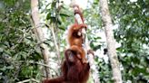 Malaysia Plans ‘Orangutan Diplomacy’ to Repair Palm Oil’s Image