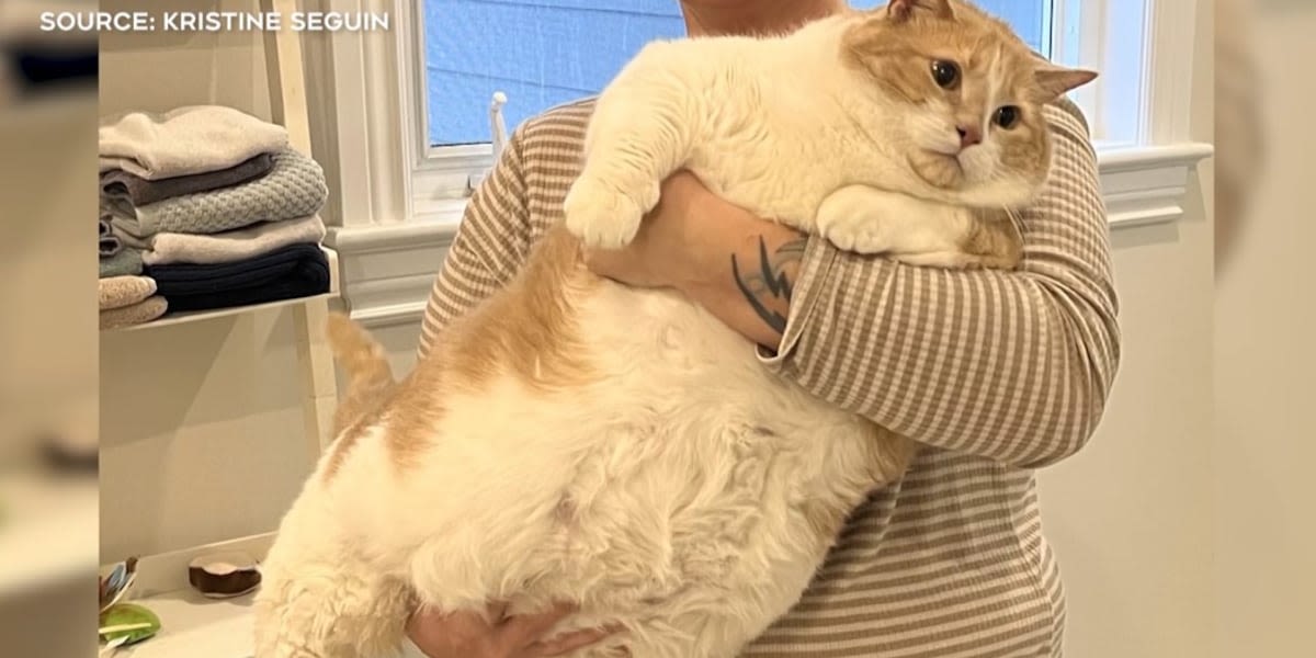 Cat who was 4 times average size steals hearts with weight loss journey