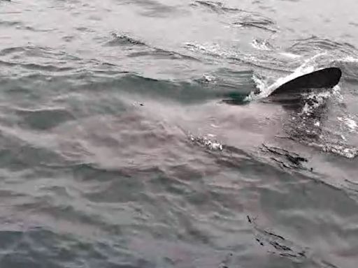 Mystery as 30ft shark spotted off UK coast as beachgoers warned to steer clear