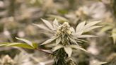 4/20 in St. Louis: A festival and cannabis culinary experiences - St. Louis Business Journal