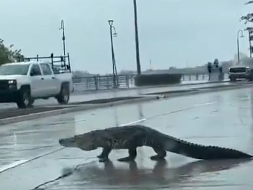 Tras fuertes lluvias, un enorme cocodrilo paraliza el tránsito en Tampico | VIDEO