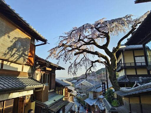 京都清水寺「百年櫻花樹」突倒塌 男遊客遭壓傷送醫